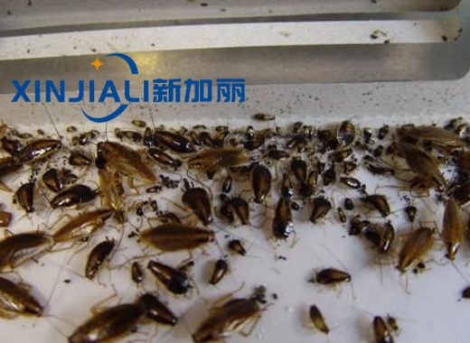 重庆灭91香蕉APP成人污下载