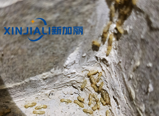 香蕉视频在线视频
