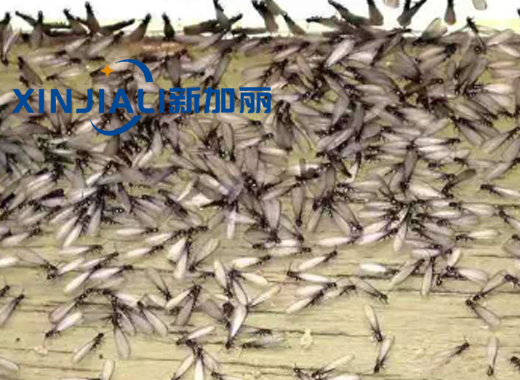 水库堤坝香蕉视频在线视频