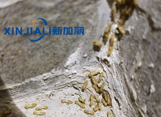 香蕉视频在线视频